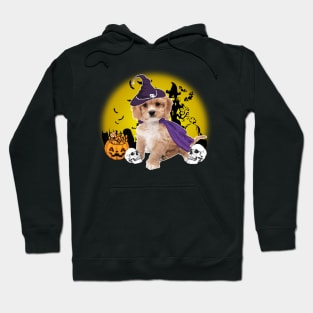 Happy Halloween Cavachon Dogs Halloween Gift Hoodie